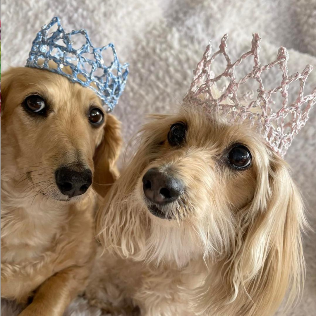 Silver 3 1/2" Pet Crown II